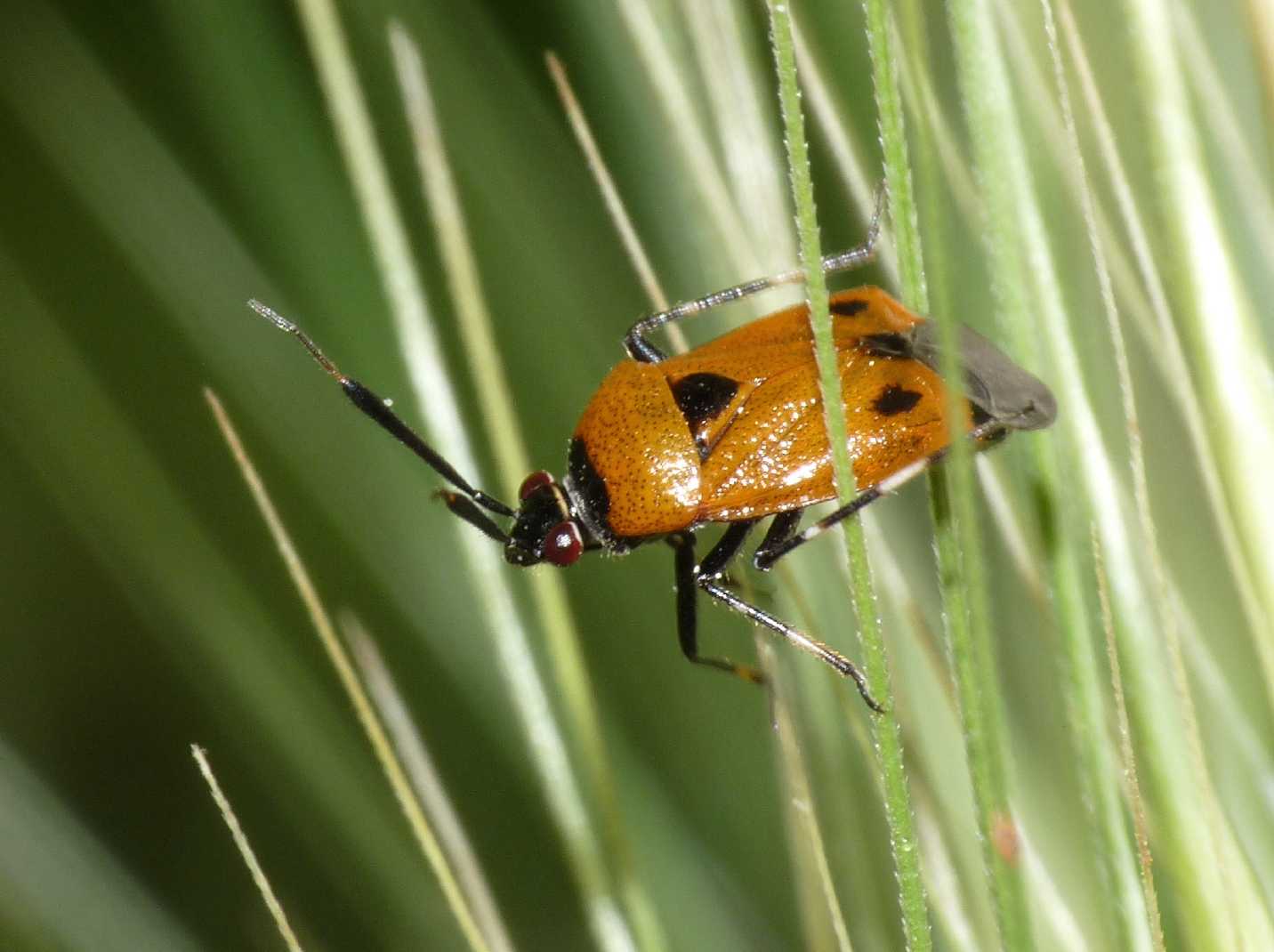 Miridae: Deraeocoris punctum